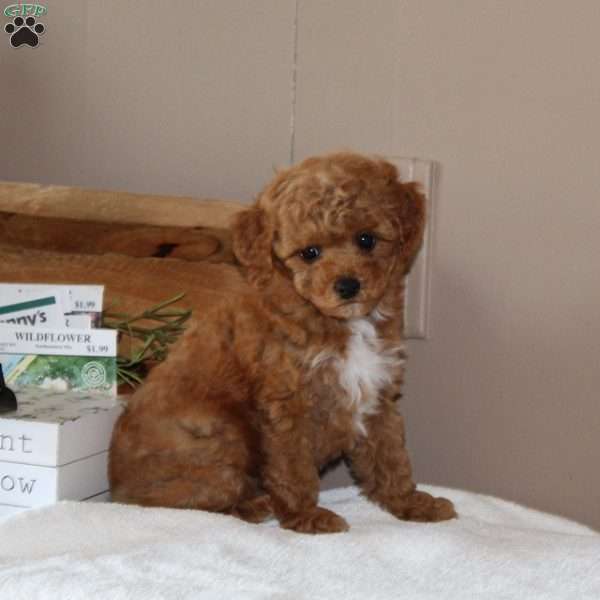 Avery, Bich-Poo Puppy